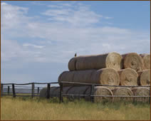 Rolled hay stacks