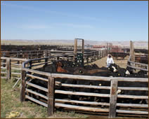 A corral