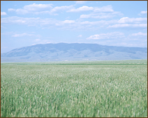 Grassy open field